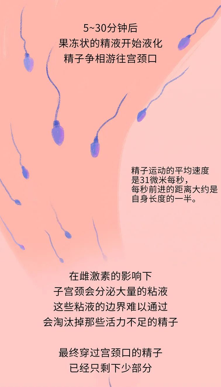 畸形精子|进入身体后的24小时，男人的精子在干什么？
