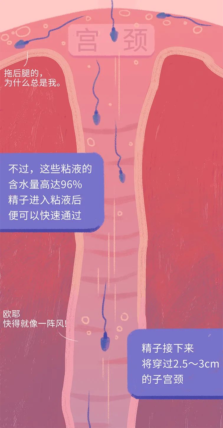 畸形精子|进入身体后的24小时，男人的精子在干什么？