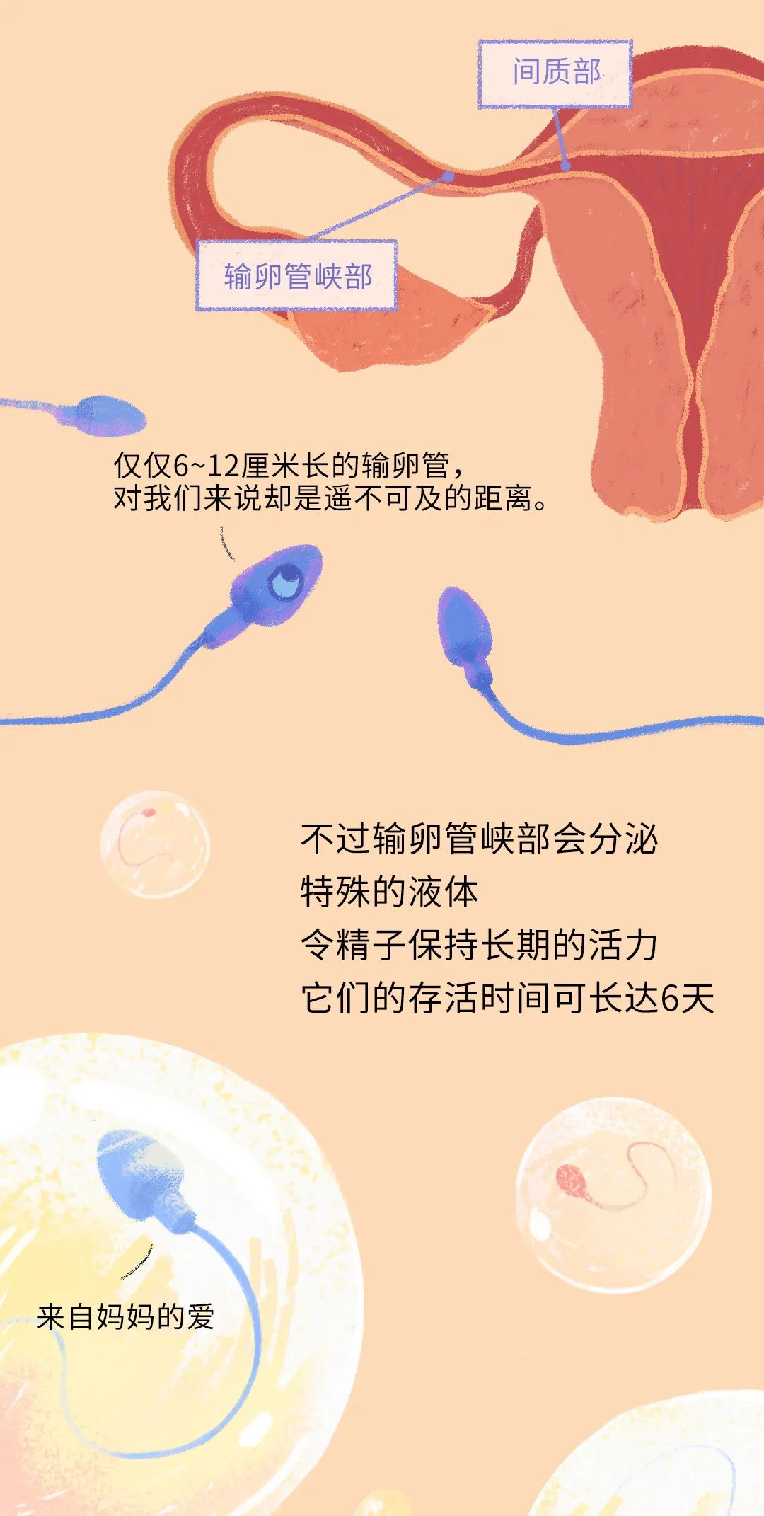 畸形精子|进入身体后的24小时，男人的精子在干什么？