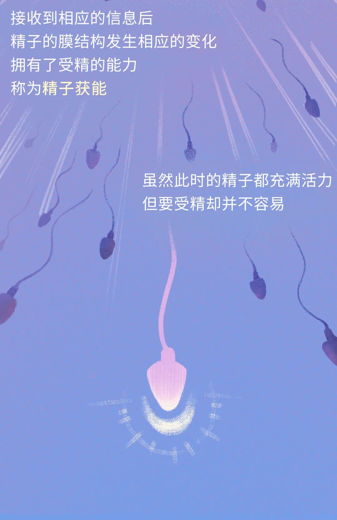 畸形精子|进入身体后的24小时，男人的精子在干什么？