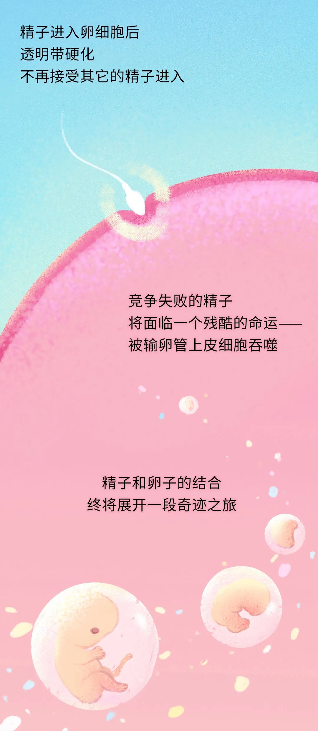 畸形精子|进入身体后的24小时，男人的精子在干什么？