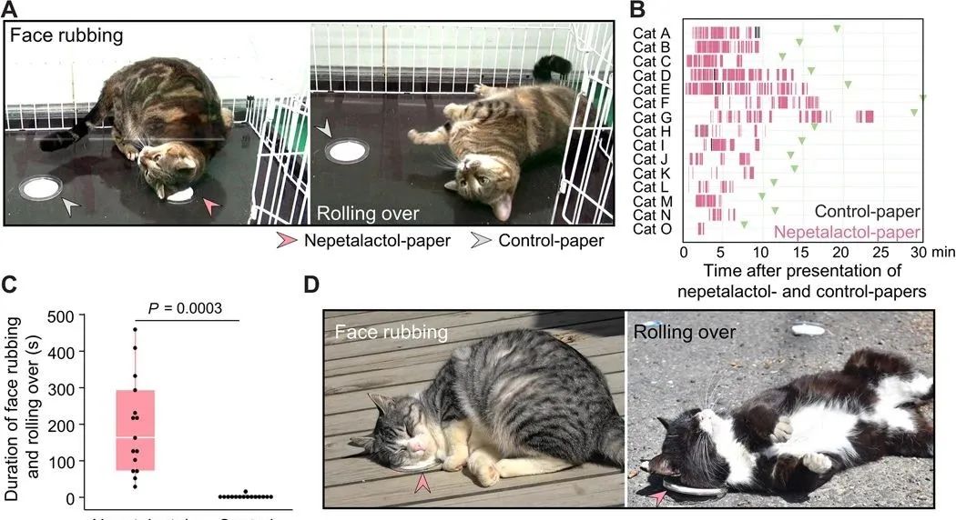 猫薄荷|小猫咪吸猫薄荷“上头”，其实是为了驱蚊？