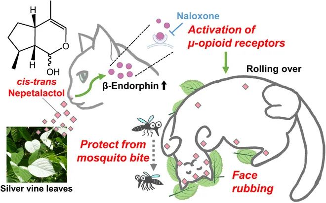 猫薄荷|小猫咪吸猫薄荷“上头”，其实是为了驱蚊？