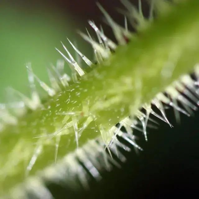 荨麻满身的刺但人类根本没在怕的