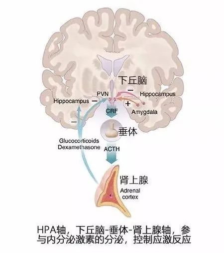 肠道菌群|心情烦躁？让发酵食品治愈你