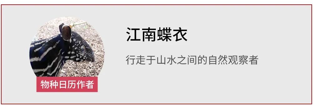 渡渡鸟|这几片腐朽的皮肤，是复活渡渡鸟的全部希望