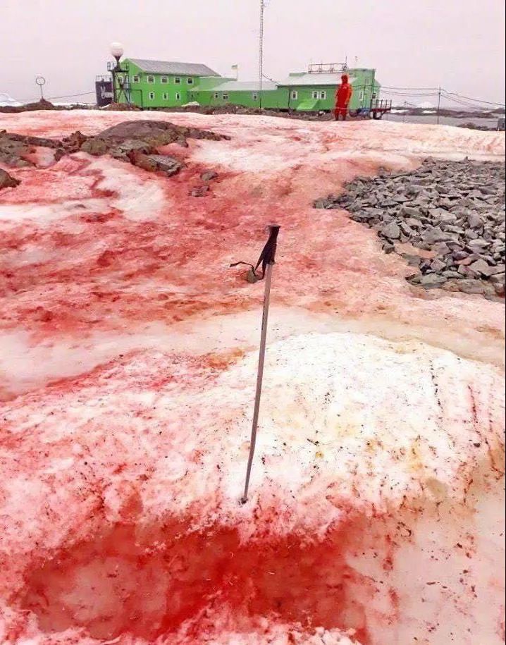 南极|警惕！南极又出现红色的雪
