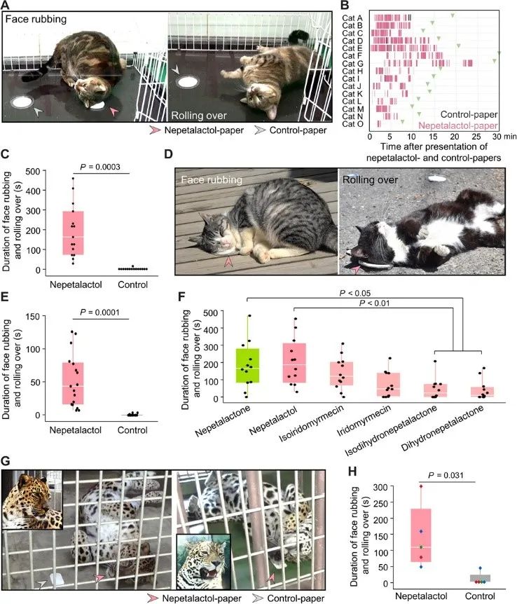 猫薄荷|让猫欲罢不能的猫薄荷，到底对猫主子做了什么？