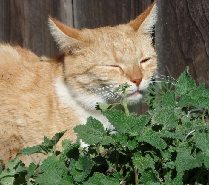 猫薄荷|让猫欲罢不能的猫薄荷，到底对猫主子做了什么？