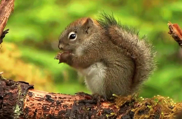 杏仁|花生瓜子大杏仁们,为啥这么上瘾?