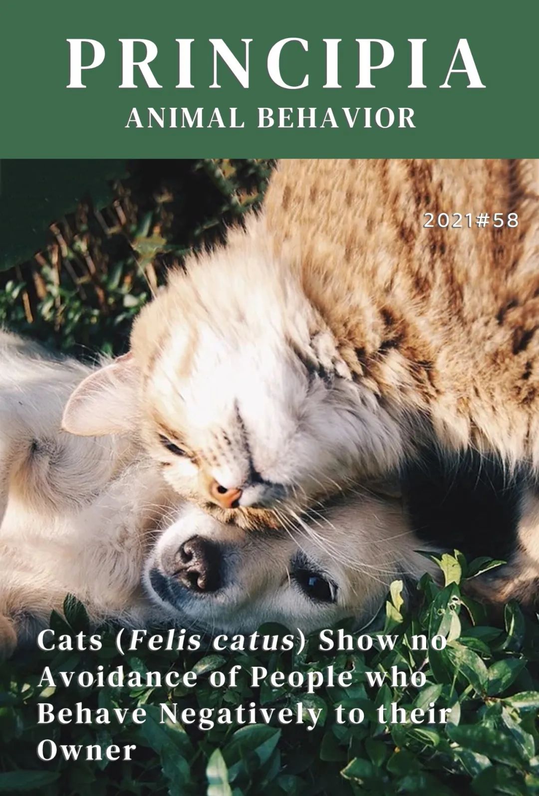 生活|没有人比我更懂做铲屎官