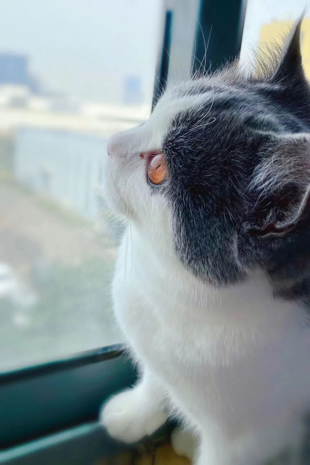 生活|没有人比我更懂做铲屎官