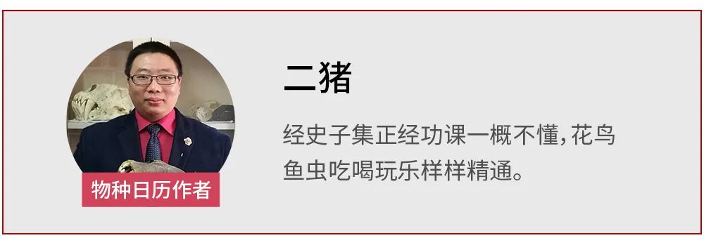 鳄鱼|称霸一方的巨型鳄鱼，被人类活捉后养死了