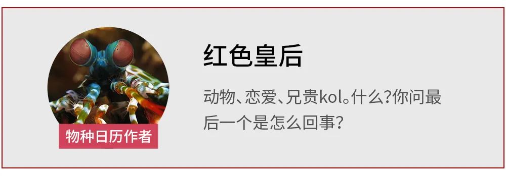 肌肉|这牛看上去肉很多，但吃了它你会进局子