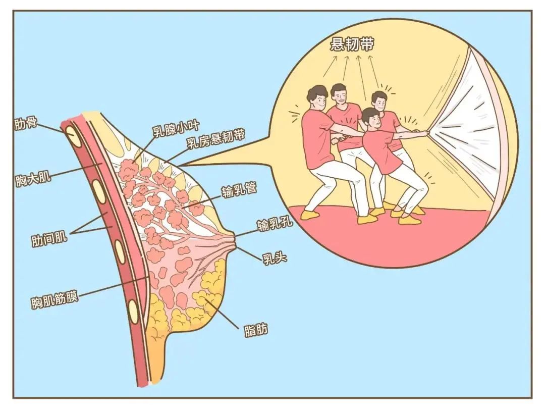 乳房悬韧带在哪个部位图片