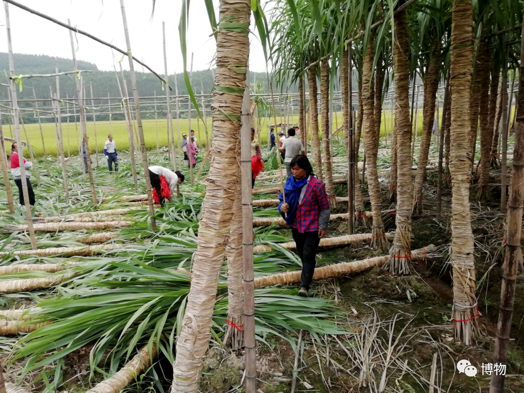 甘蔗|甘蔗到底哪头甜？根根还是尖尖？