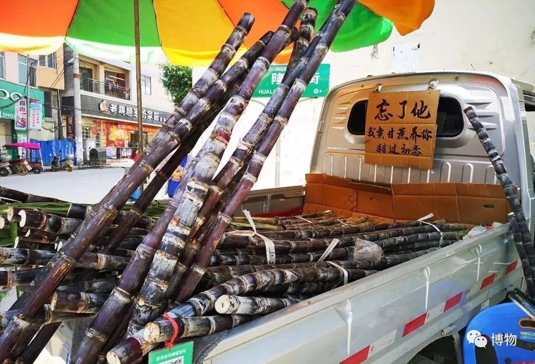 甘蔗|甘蔗到底哪头甜？根根还是尖尖？