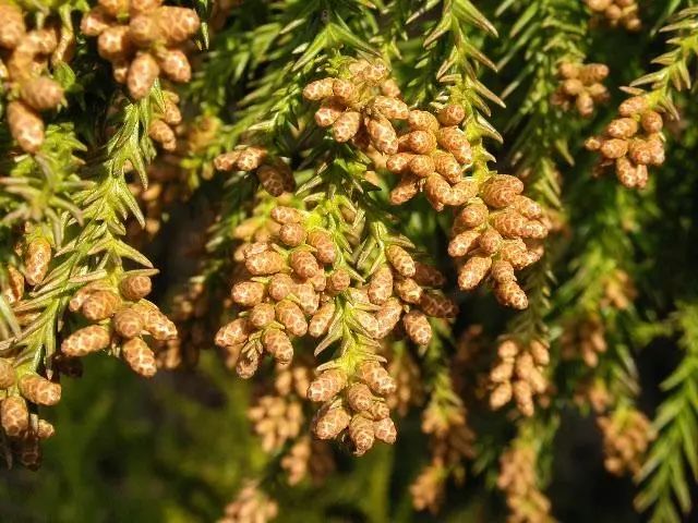 |长得丑不光能保命，还能活到两千岁