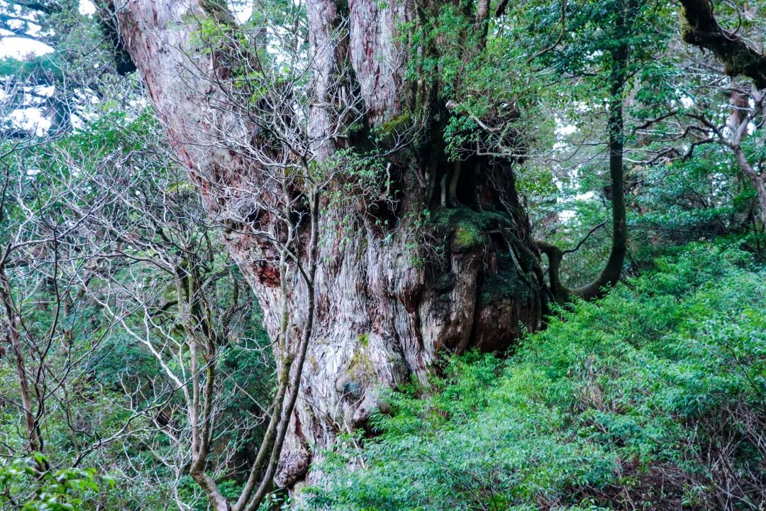 |长得丑不光能保命，还能活到两千岁