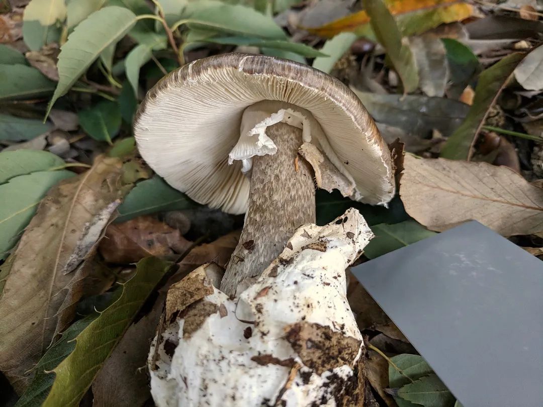 毒蘑菇有快速检测试剂盒了从此可以自由吃蘑菇了吗