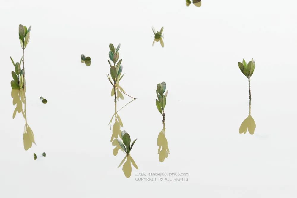 植物|长在海水里的树，为什么没有腌成咸菜呢？