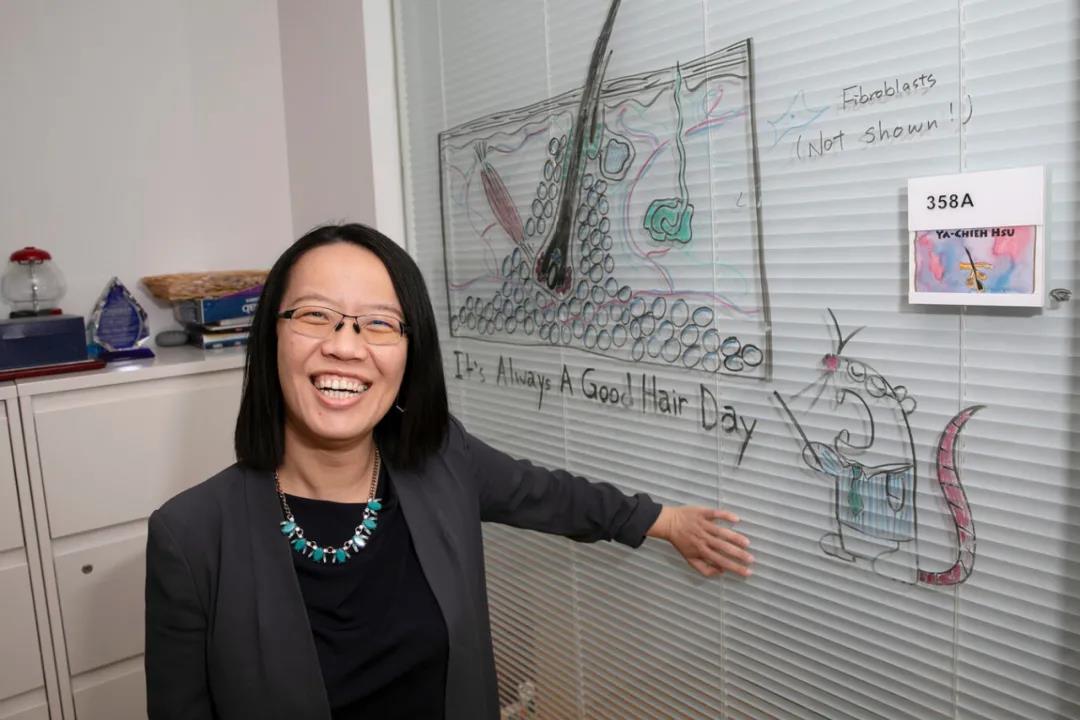 科学|秃头星人有救了！科学家在小鼠身上成功逆转了压力导致的“全秃”