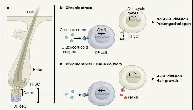 科学|秃头星人有救了！科学家在小鼠身上成功逆转了压力导致的“全秃”
