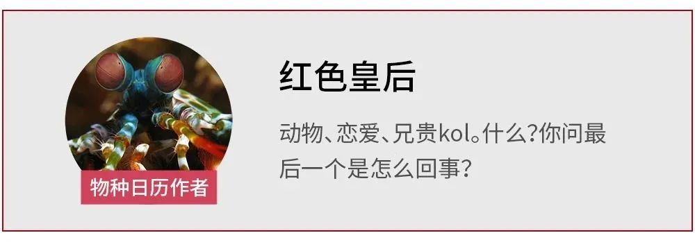 动物|动物们为啥一夫一妻？还不是因为养不起娃