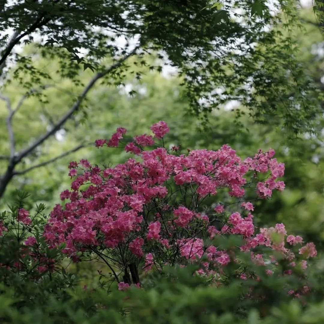 杜鹃花开满春园最美人间四月天2021杜鹃花展这里正式开幕了快来赏花