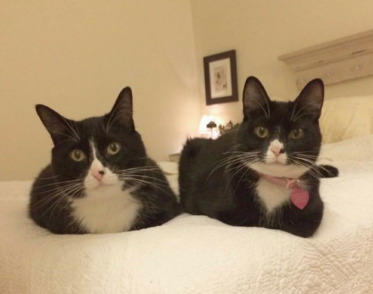 猫猫|猫猫为什么总爱揣手手？｜Lens夜话