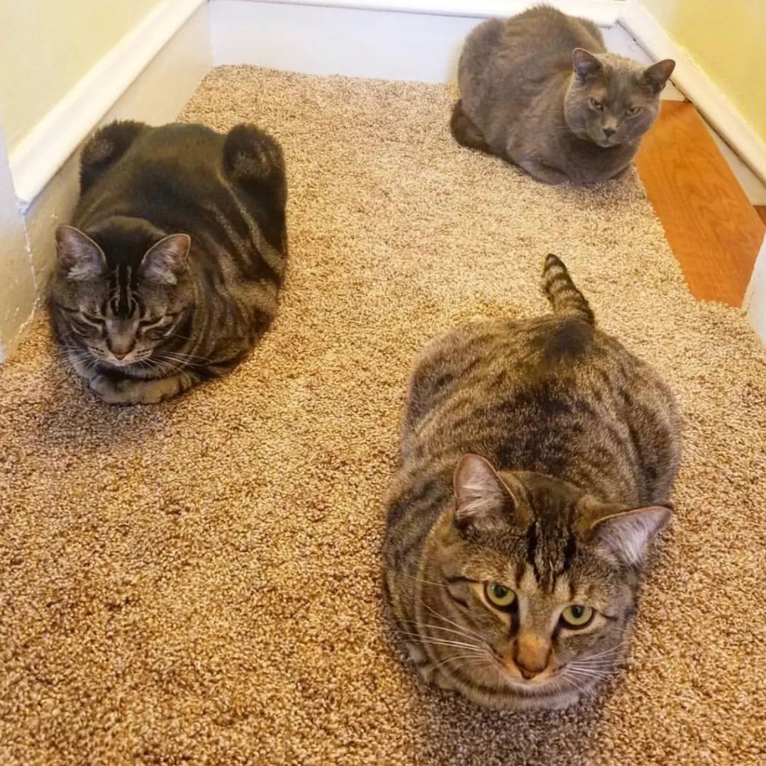 猫猫|猫猫为什么总爱揣手手？｜Lens夜话