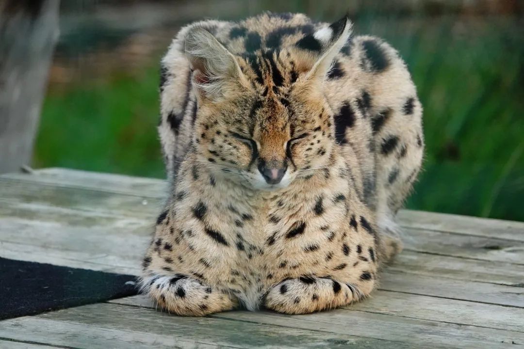 猫猫|猫猫为什么总爱揣手手？｜Lens夜话