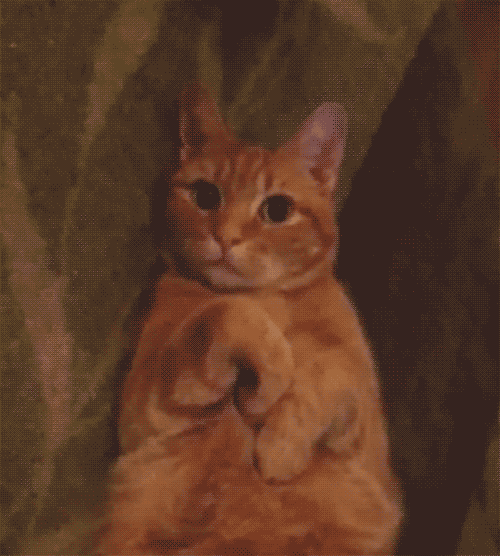 猫猫|猫猫为什么总爱揣手手？｜Lens夜话