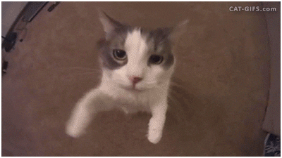 猫猫|猫猫为什么总爱揣手手？｜Lens夜话