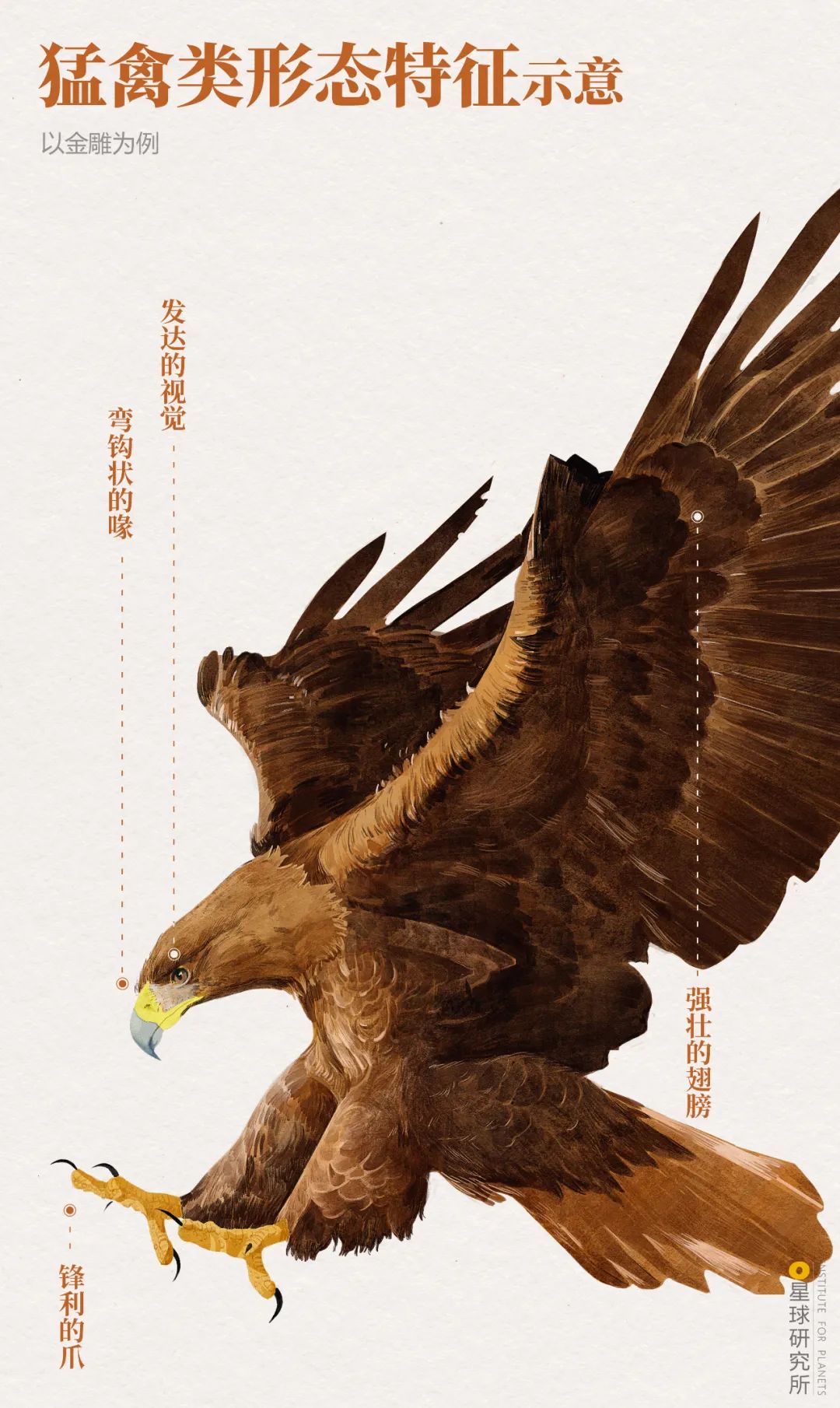 鹰、雕、鸢、鹗、鵟(kuáng)、鹫(jiù)、鹞(yào),千种国鸟知多少?