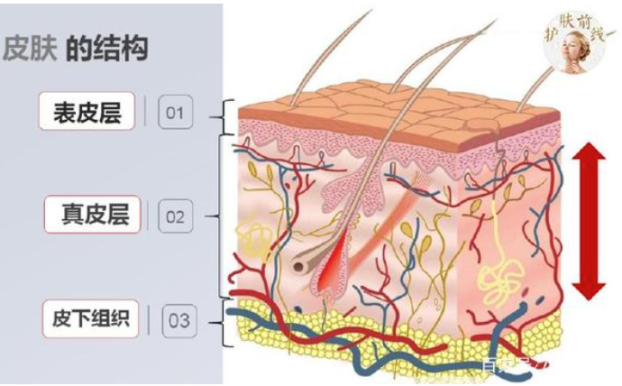 生活|泡水后手指会起皱，为什么别的地方就不会？
