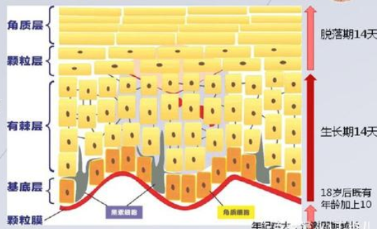 生活|泡水后手指会起皱，为什么别的地方就不会？