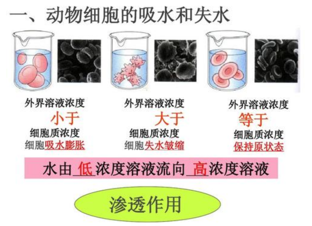 生活|泡水后手指会起皱，为什么别的地方就不会？