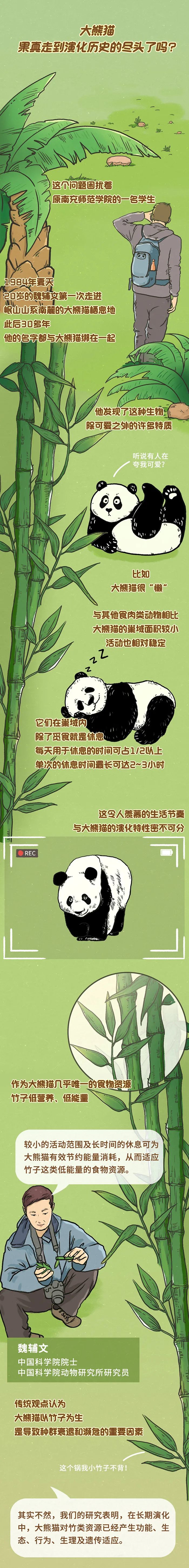 大熊猫|保护生物多样性丨守护这些“可爱名片”（中国青年报）