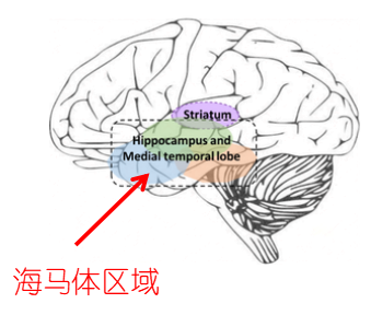 海马体|记忆中的时空轨迹