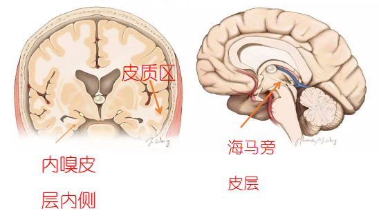 海马体|记忆中的时空轨迹