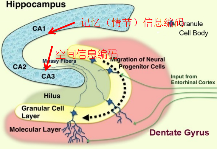 海马体|记忆中的时空轨迹