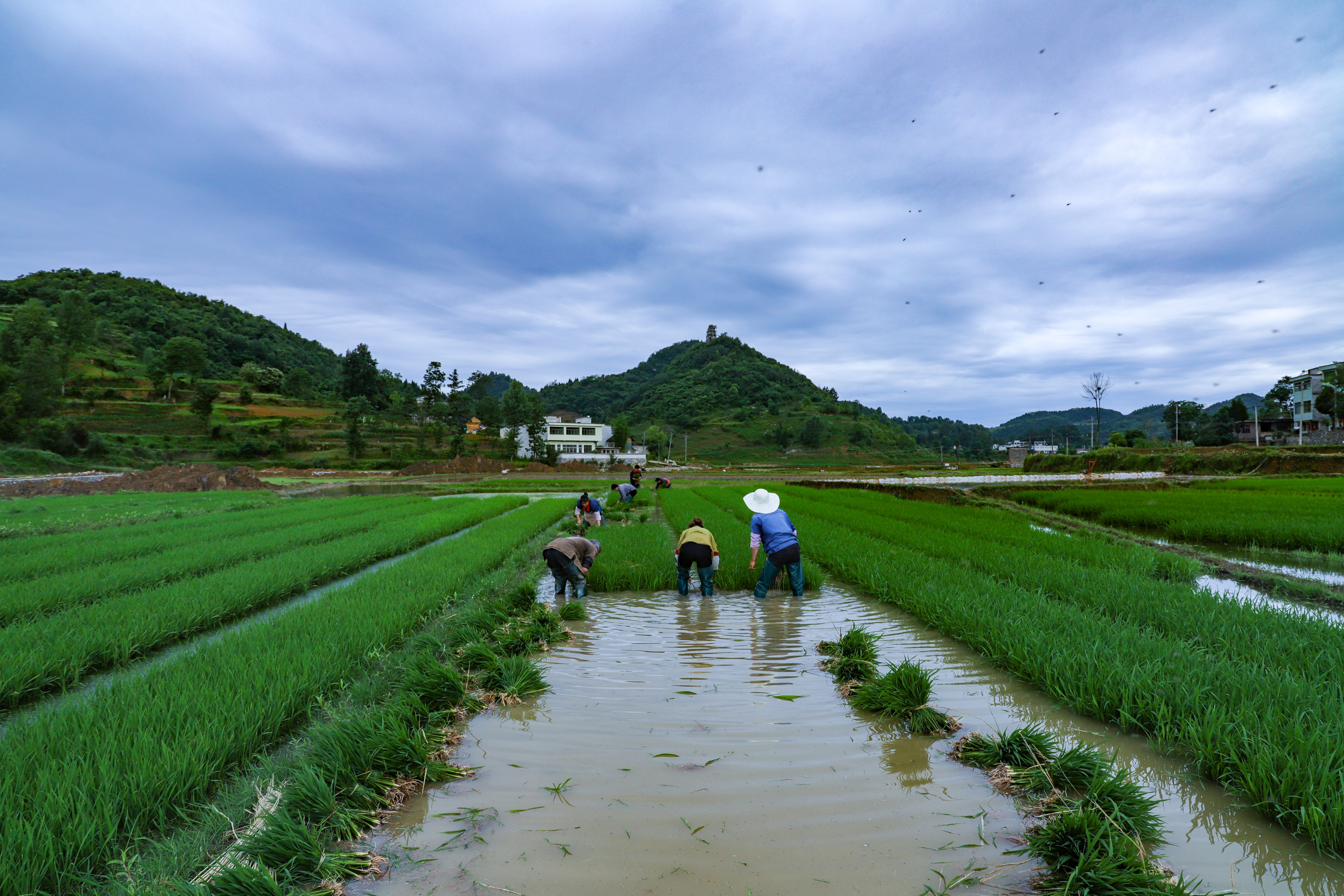 预计种植水稻面积12万亩,全部采用科学化标准化的育秧,插秧技术,为