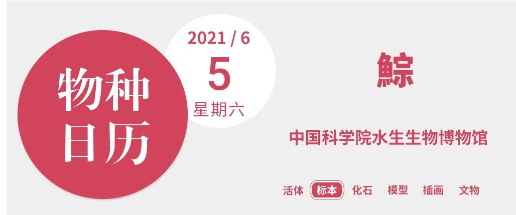 鱼类洄游|称霸江湖的嗦鱼能手，为什么消失了？
