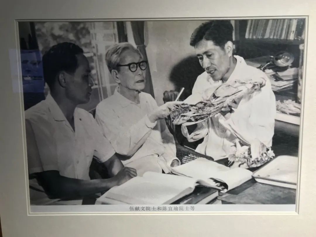 鱼类洄游|称霸江湖的嗦鱼能手，为什么消失了？