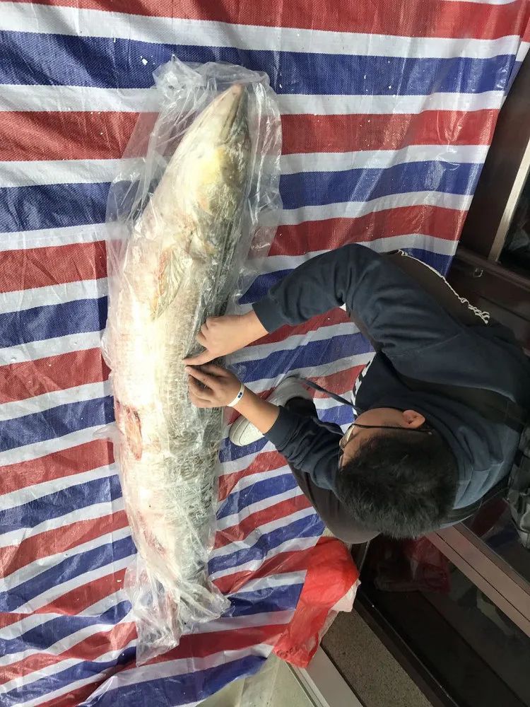 鱼类洄游|称霸江湖的嗦鱼能手，为什么消失了？