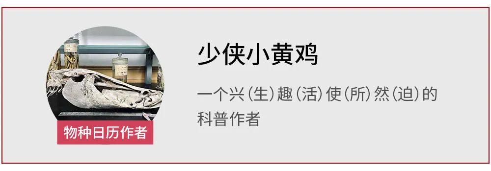 鱼类洄游|称霸江湖的嗦鱼能手，为什么消失了？