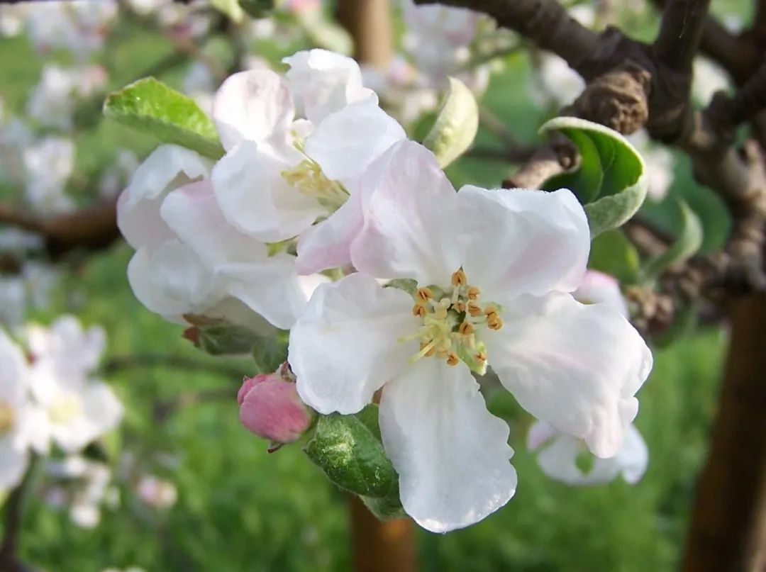 野苹果|又大又圆的苹果，来自“移花接木”的神奇之术