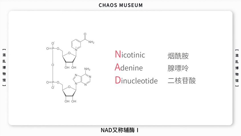 干细胞|如何让心脏永远跳动丨混乱档案室