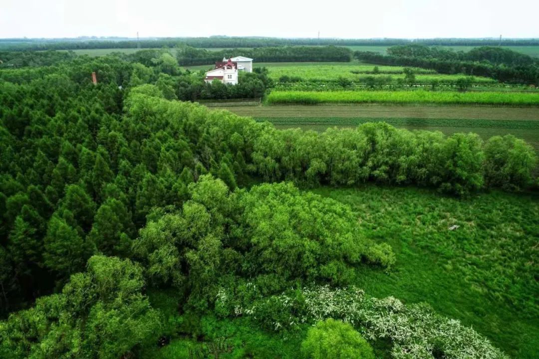 最美拜泉莽莽林海呦呦鹿鸣